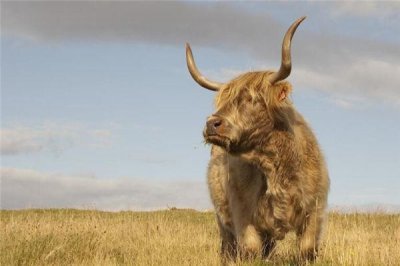 ​1997年是属什么生肖