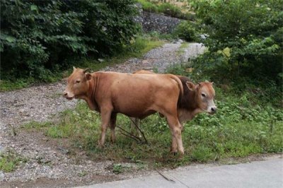 ​97年属什么生肖