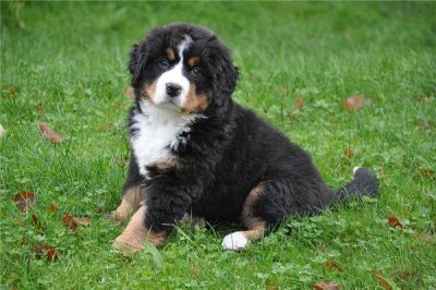 ​1994年是属什么属相