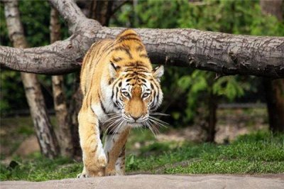 ​1962年属什么生肖属相