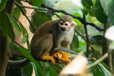 ​丙申年是什么年