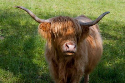 ​二话没说打一生肖