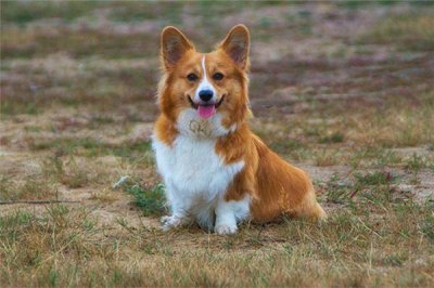 ​94年属什么的