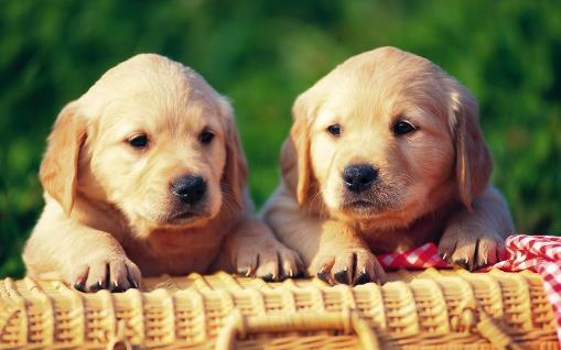 如何训狗?训练狗狗需要正确的方法和耐心