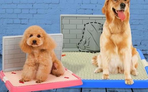 如何训狗?训练狗狗需要正确的方法和耐心