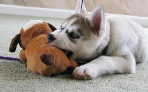 如何训狗?训练狗狗需要正确的方法和耐心