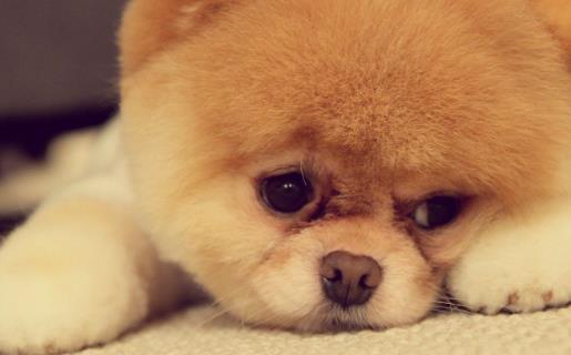 狗发生特殊情况受伤 狗的急救与护理常识