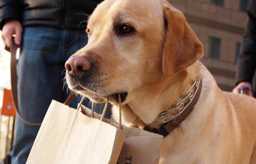 狗发生特殊情况受伤 狗的急救与护理常识