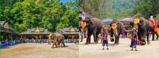 七彩游记西双版纳,意外前往缅甸小勐拉