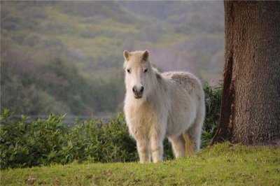 ​出人头地的动物是什么生肖
