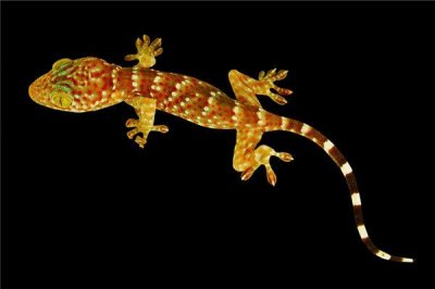 ​家里出现壁虎有什么征兆