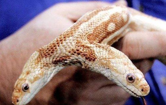 国内发现一条长脚的蛇,让人吃惊的是它脚上还有爪子