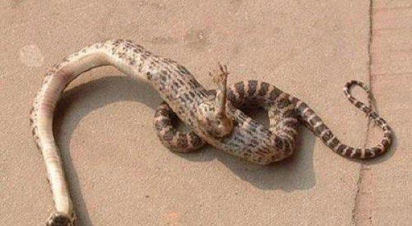 国内发现一条长脚的蛇,让人吃惊的是它脚上还有爪子