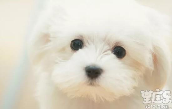 十二星座是哪类动物系男友？4