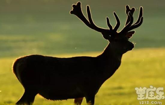 十二星座是哪类动物系男友？2