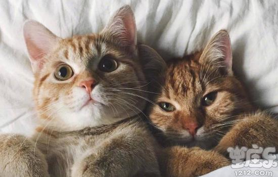 这些星座最喜欢养猫,有你吗?3