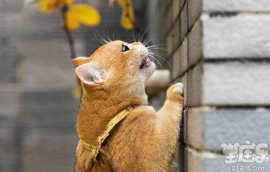 这些星座最喜欢养猫,有你吗?