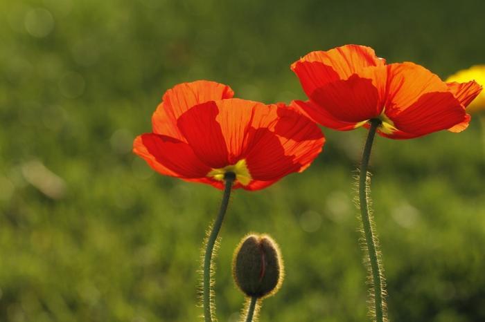 非常不讲理的三类生肖,咄咄逼人,简直让人头疼
