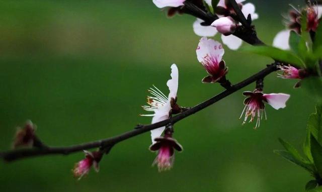 撄宁与婴宁,她们的差别在哪里?你知道吗