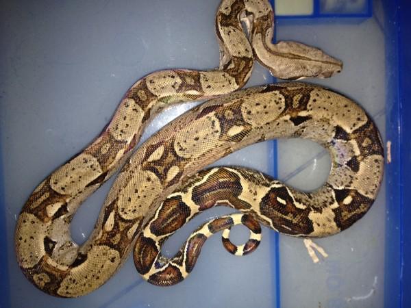 这四种宠物千万不能放生，一旦放生，危害无法制止！