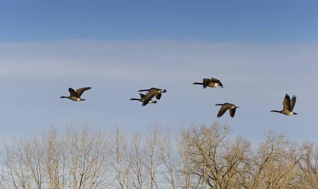 王维名句“月出惊山鸟”，明明月色没有声音