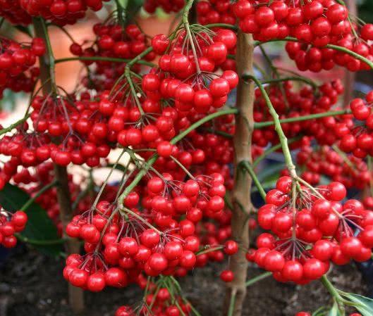 人养花，花也养人！这3种花，旺财又镇宅，有钱人家里都在养！