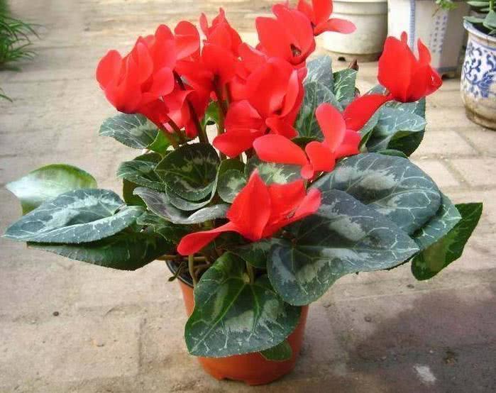 人养花，花也养人！这3种花，旺财又镇宅，有钱人家里都在养！