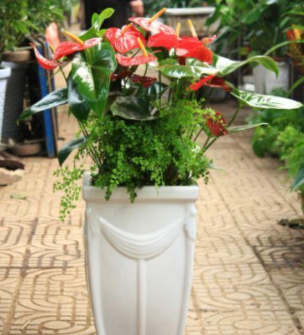 人养花，花也养人！这3种花，旺财又镇宅，有钱人家里都在养！