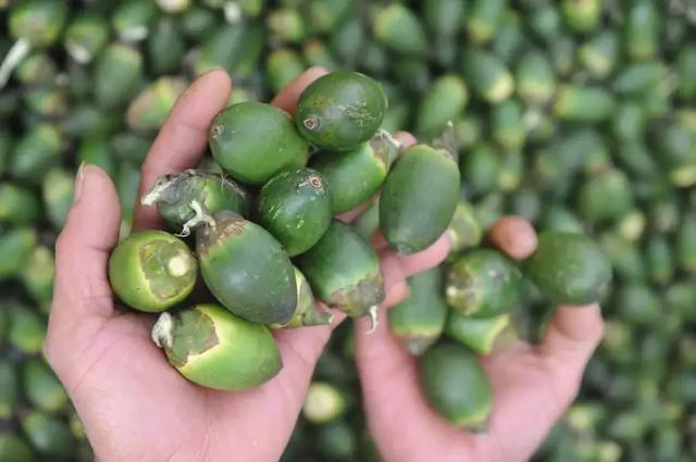 槟榔吃多了会致癌?知名营养师告诉你嚼槟榔对人体有什么影响