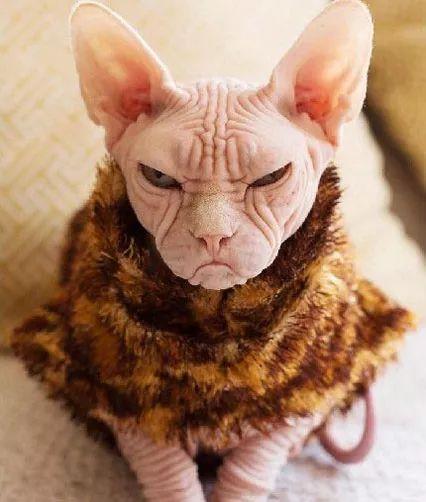 这只满脸都写着不高兴的斯芬克斯猫，简直就是一大佬，感受下...