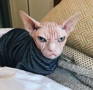 ​这只满脸都写着不高兴的斯芬克斯猫，简直就是一大佬，感受下...