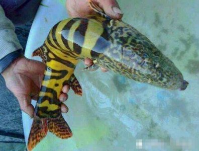 ​长江底下才有物种, 外表如蛇一样吓人, 一斤300元价格昂贵