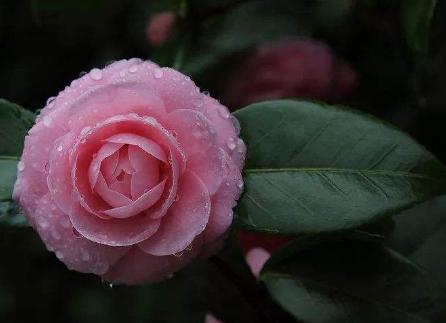 山城重庆的“市花”是它，居然有人不知道?