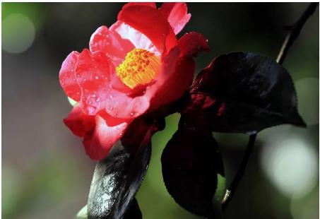 山城重庆的“市花”是它，居然有人不知道?