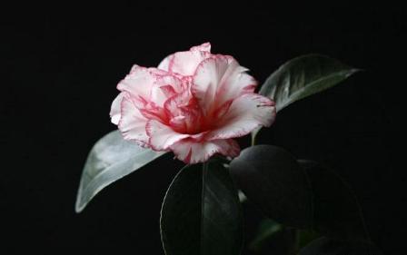 山城重庆的“市花”是它，居然有人不知道?