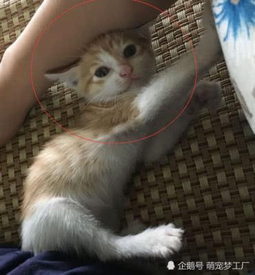 十几块买回的乖巧小猫,外表激萌令人欣喜,却遭到网友疯狂吐槽