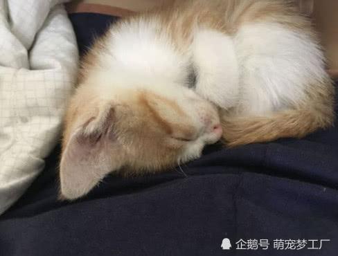 十几块买回的乖巧小猫,外表激萌令人欣喜,却遭到网友疯狂吐槽