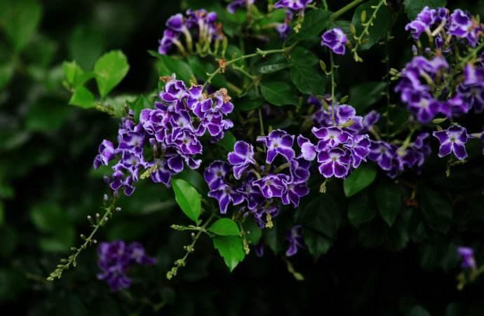 花叶假连翘不仅外形俏皮艳丽,还能净化空气,可谓一举两得!