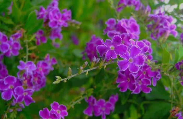 花叶假连翘不仅外形俏皮艳丽,还能净化空气,可谓一举两得!