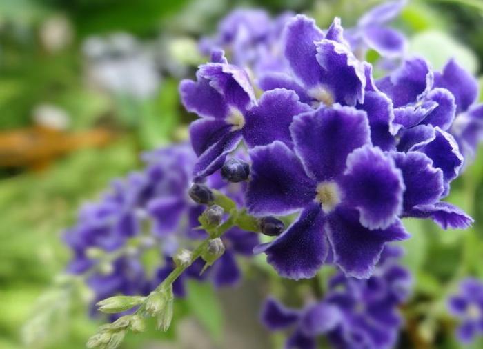 花叶假连翘不仅外形俏皮艳丽,还能净化空气,可谓一举两得!