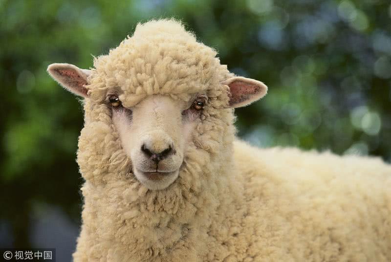 1955年属羊的是什么命:1955年属羊,配71年属猪的,命运会咋样?