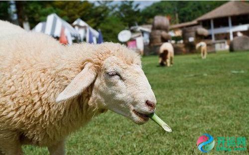 地支会七杀局当令而透杀，当令的官杀一旦会局
