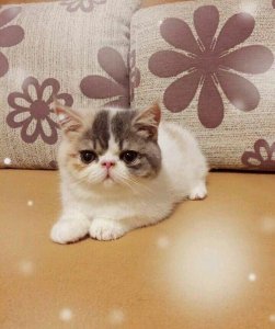 ​无奇不有是什么意思 无奇不有什么意思？