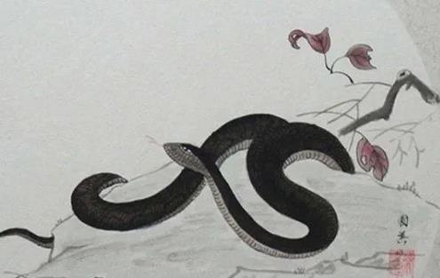 属蛇女十一月份的运势如何(农历11月出生属蛇人性格)