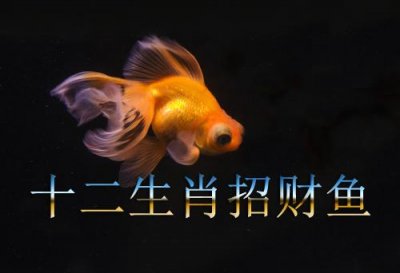 ​十二生肖适合养几条鱼招财
