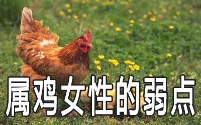属鸡的女性的弱点有哪些 属鸡的女性的弱点有哪些