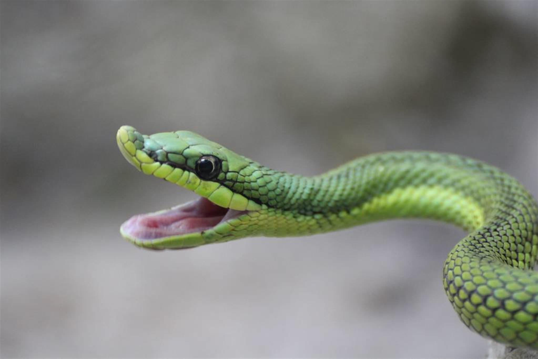 属蛇大林木命姻缘&nbsp;2020年属蛇的贵人