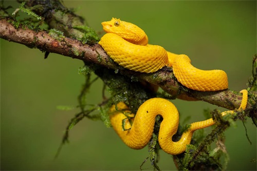 属蛇大林木命姻缘&nbsp;2020年属蛇的贵人