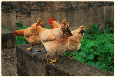 属鸡的女性的婚姻和命运解析 属鸡的女性的婚姻和命运解析