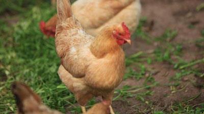 属鸡的女性的婚姻和命运解析 属鸡的女性的婚姻和命运解析